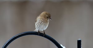 Kansas Parking Information