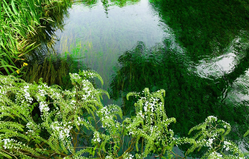 Image with dominant color #1a3d12