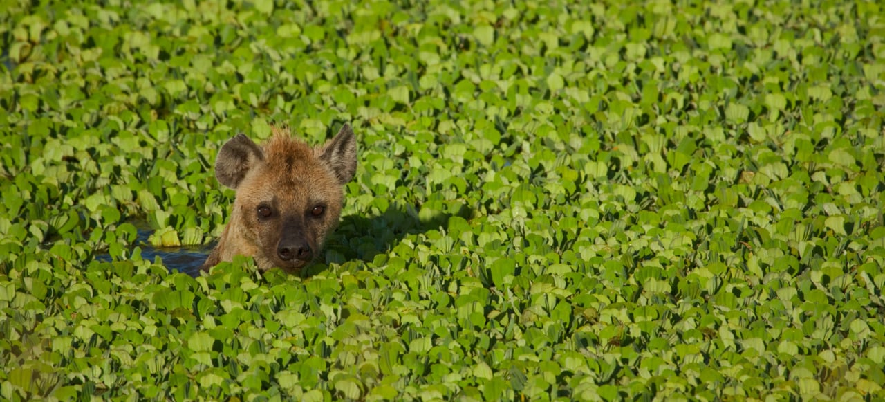 Image with dominant color #758722