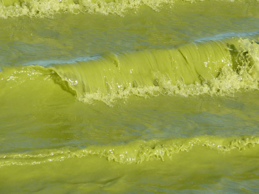 Image with dominant color #909a40