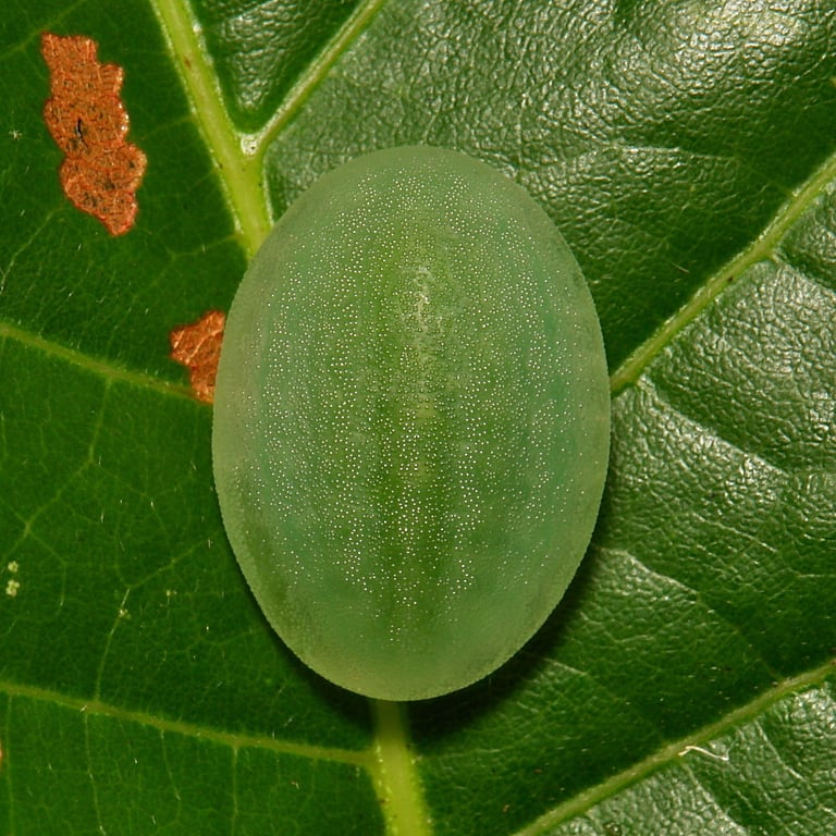 Image with dominant color #45651d