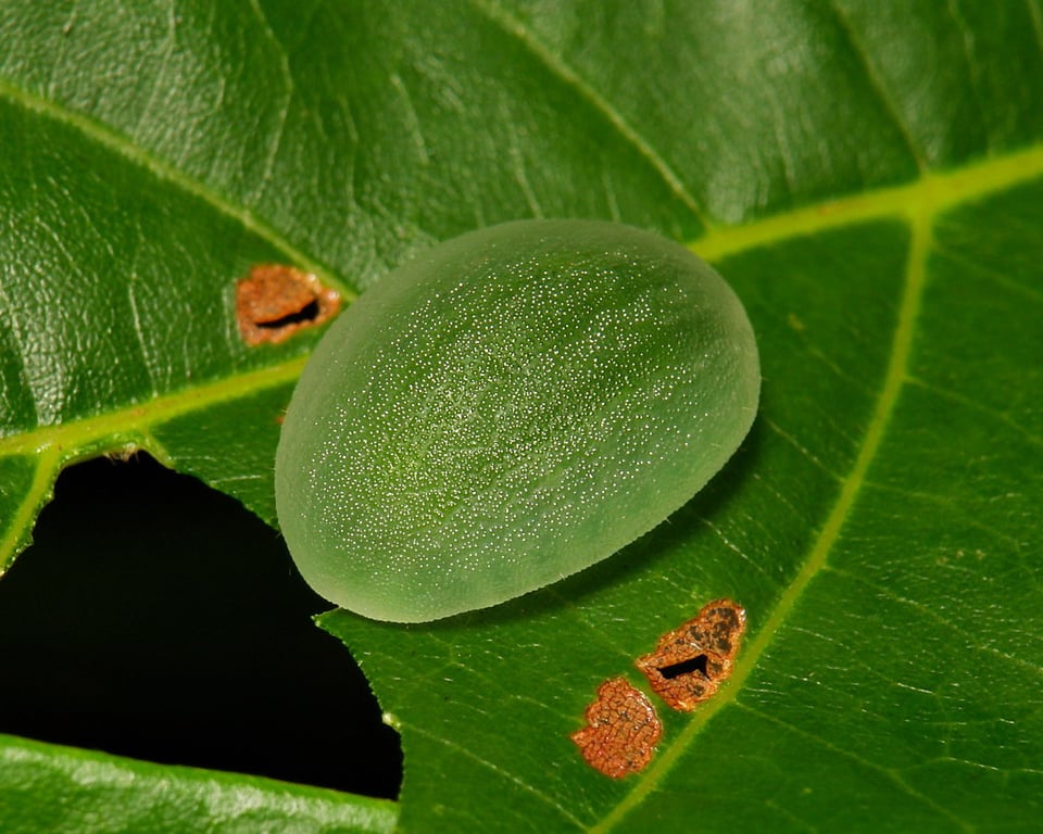 Image with dominant color #426a15