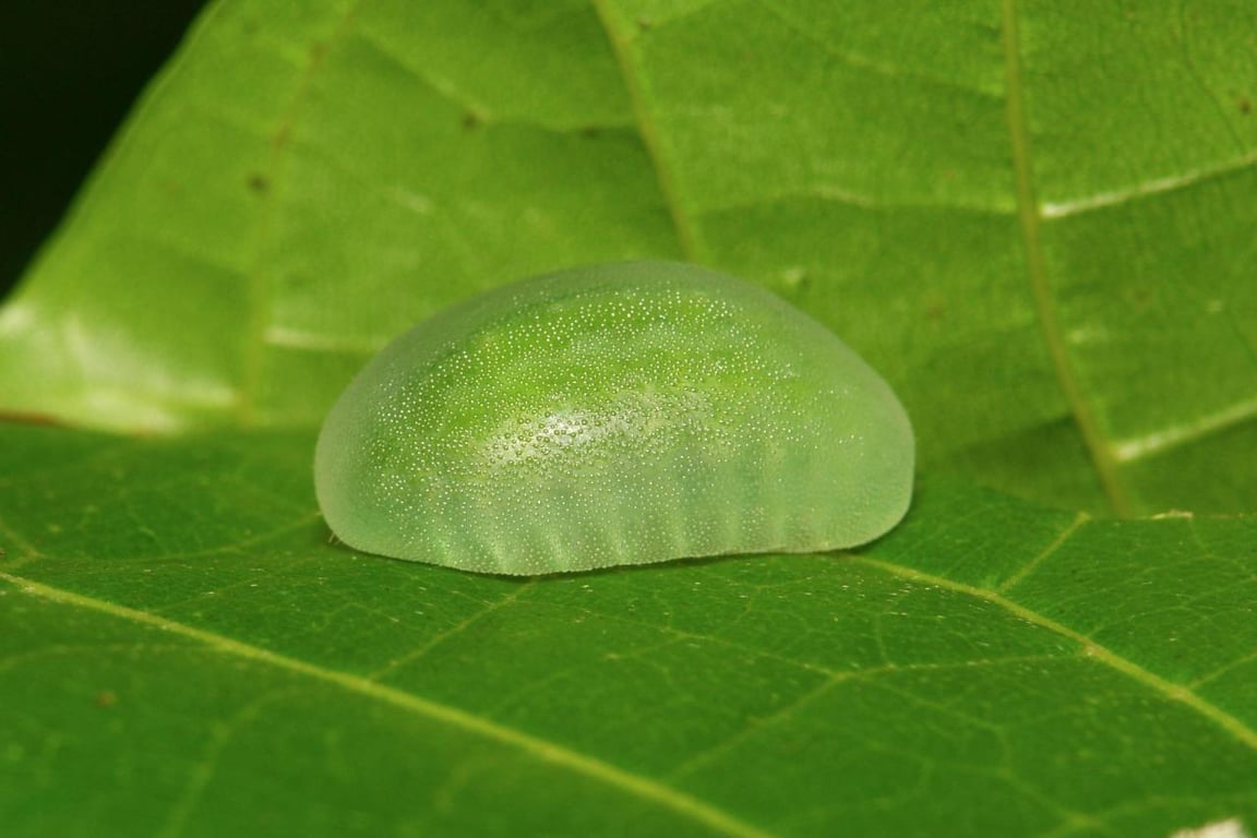 Image with dominant color #5a861d