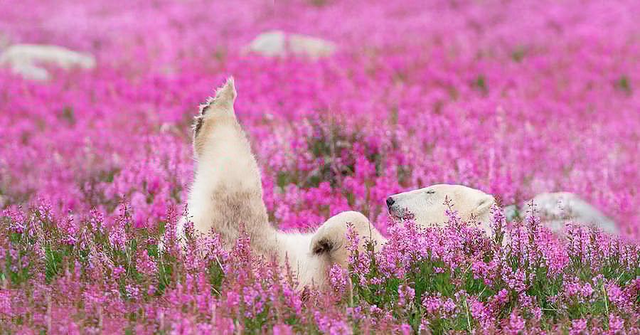 Image with dominant color #ca74a5