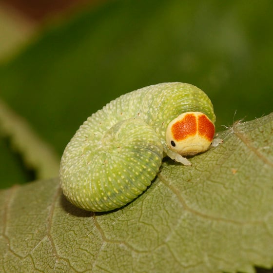 Image with dominant color #6b6c25