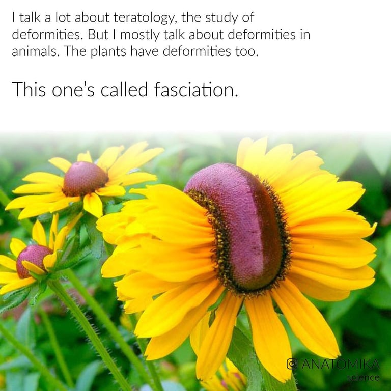 Image with dominant color #295e11