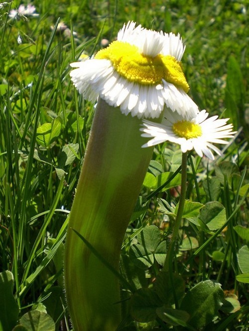 Image with dominant color #364a10