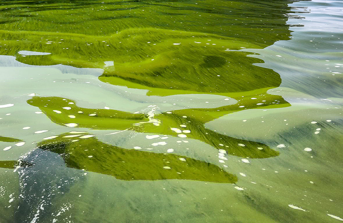 Image with dominant color #768b36