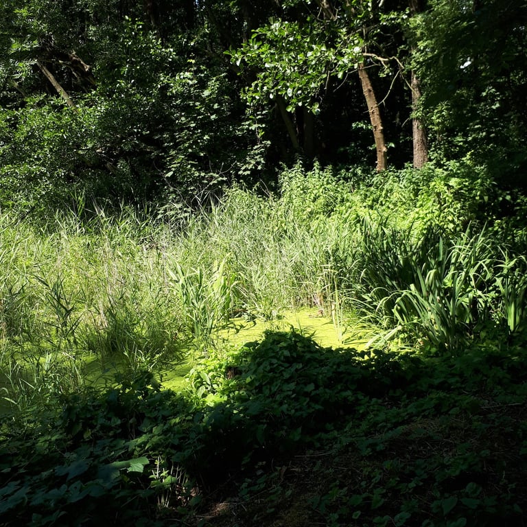 Image with dominant color #bece86