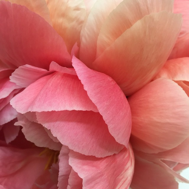 Image with dominant color #c86864