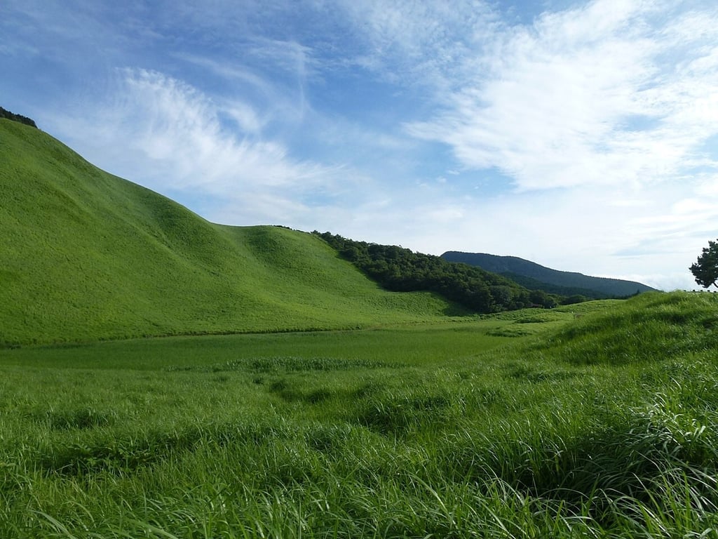 Image with dominant color #3f5b22