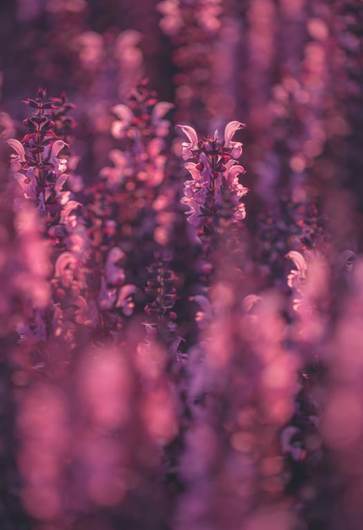 Image with dominant color #743a5a