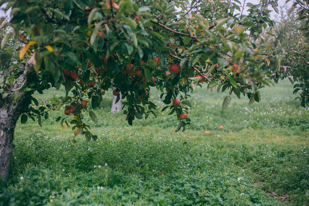 Image with dominant color #57714f