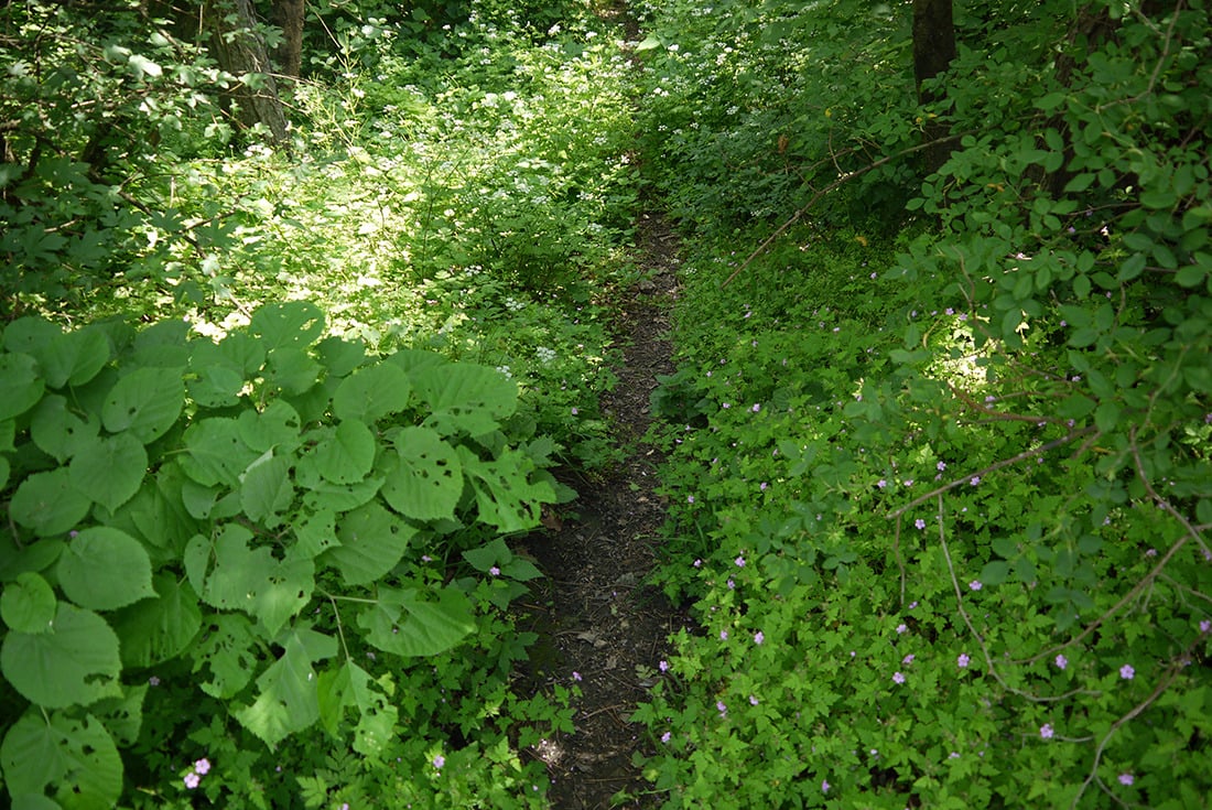 Image with dominant color #3b6220