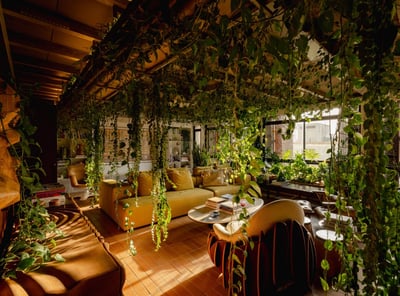 Sun-Drenched Urban Jungle Living Room