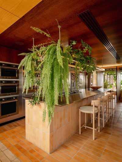 Biophilic Modern Kitchen with Lush Hanging Ferns
