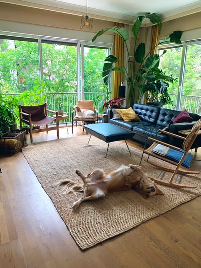 Cozy Sunlit Living Room with Relaxing Dogs
