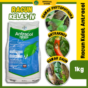 293 2026 01 31 MR Racun Racun Kulat Antracol
