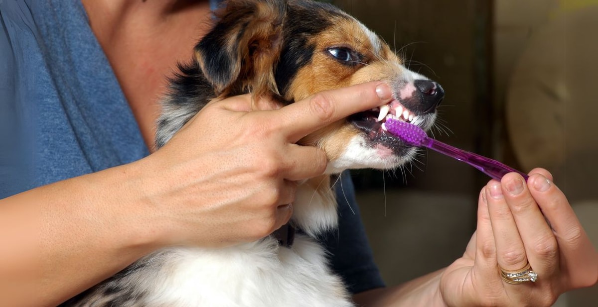 La importancia del cuidado dental en perros y gatos