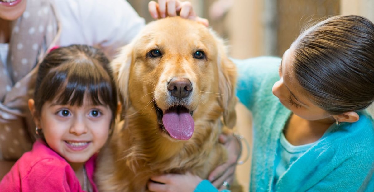 Cómo prepararte para adoptar una nueva mascota