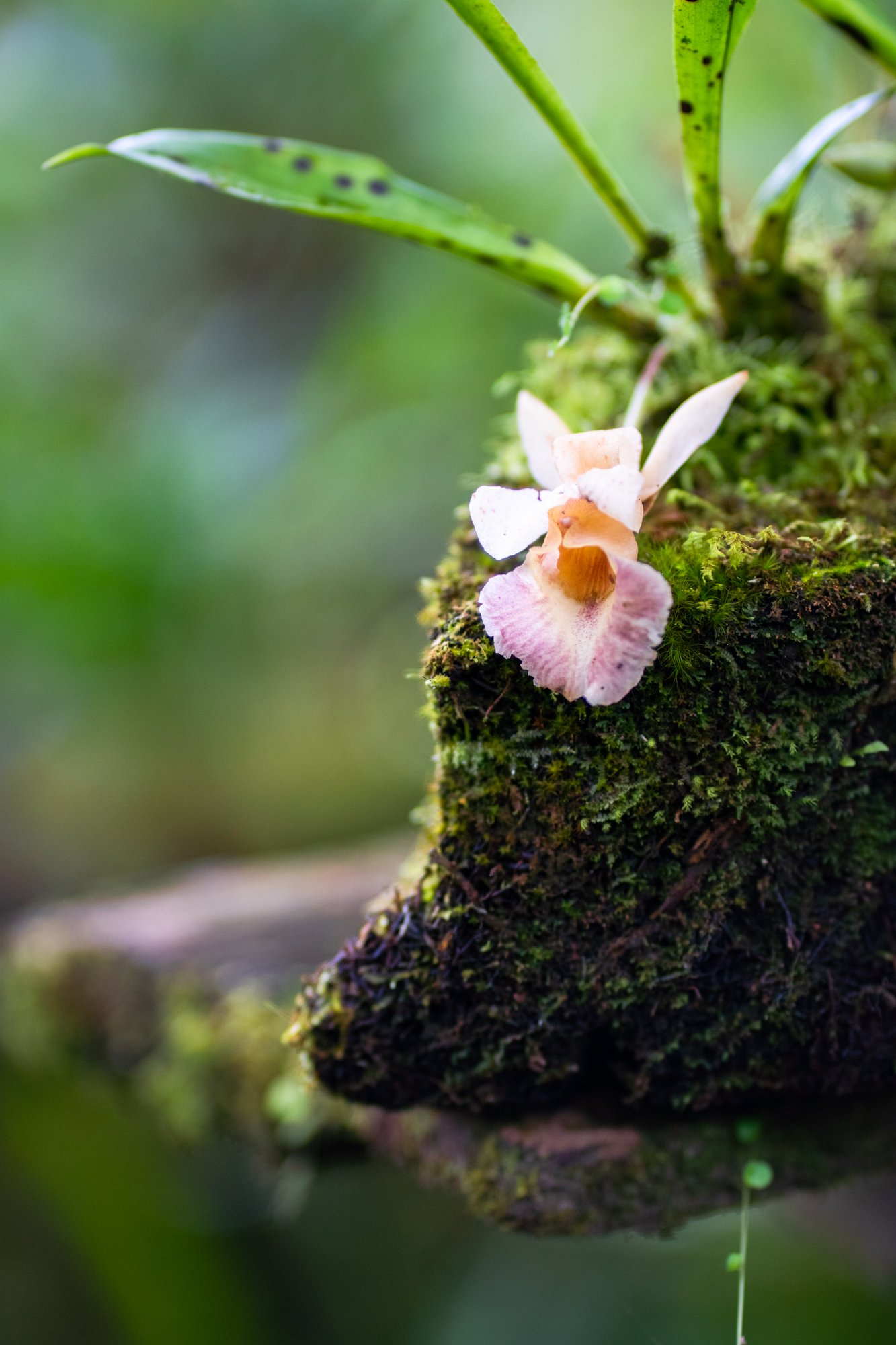 Huella de carbono mitigada