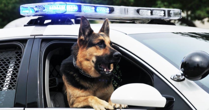 El perro, un profesional de la seguridad y el rescate