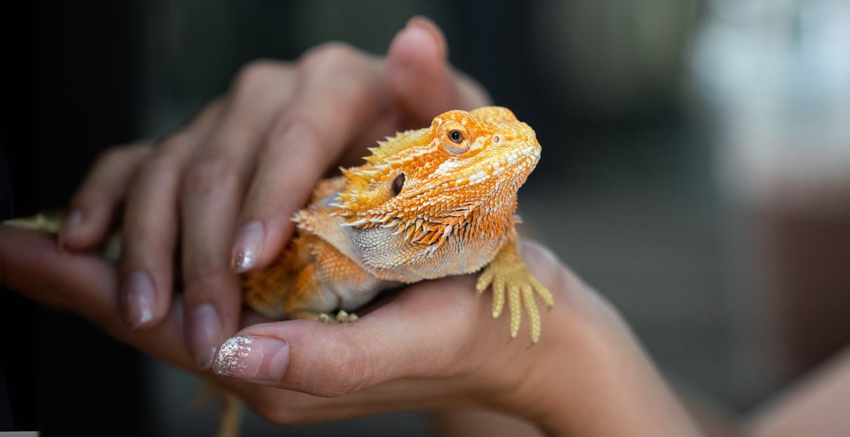 Mascotas Exóticas: Lo que debes saber antes de tener una