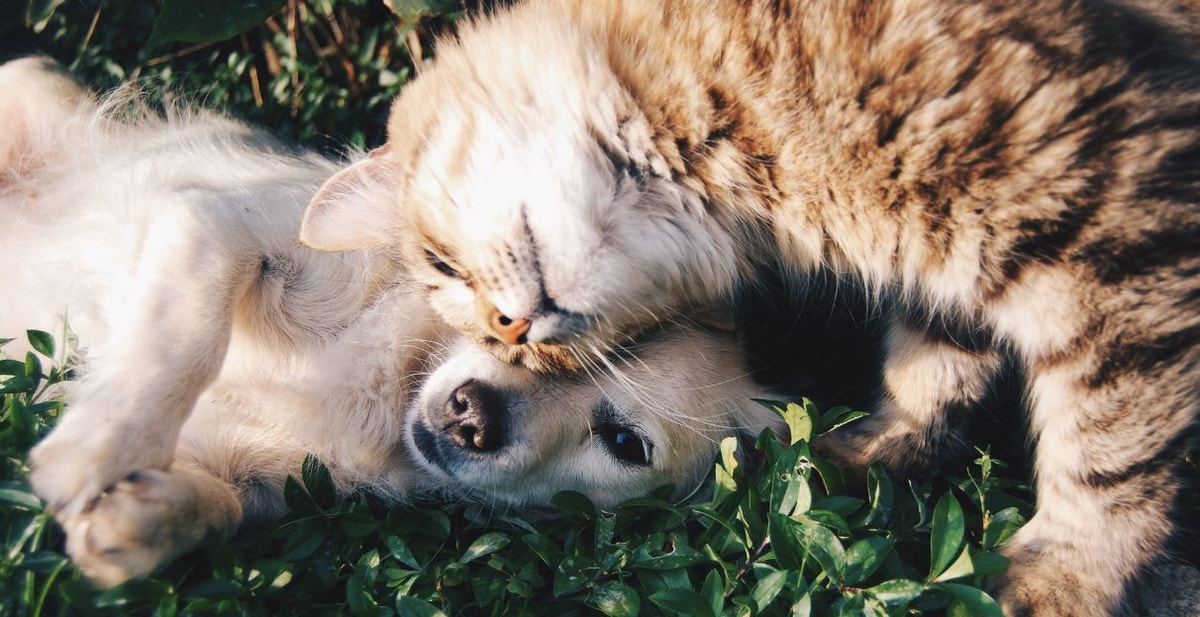 Curiosidades fascinantes sobre perros y gatos que no conocías