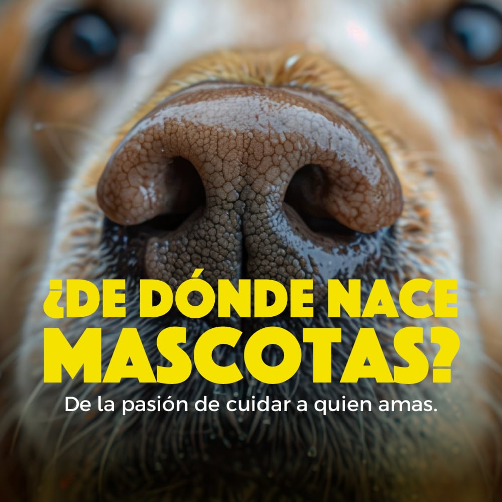 Mascotas
