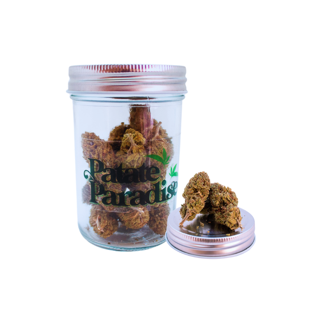 Flor Ornamental - Patate Paradise