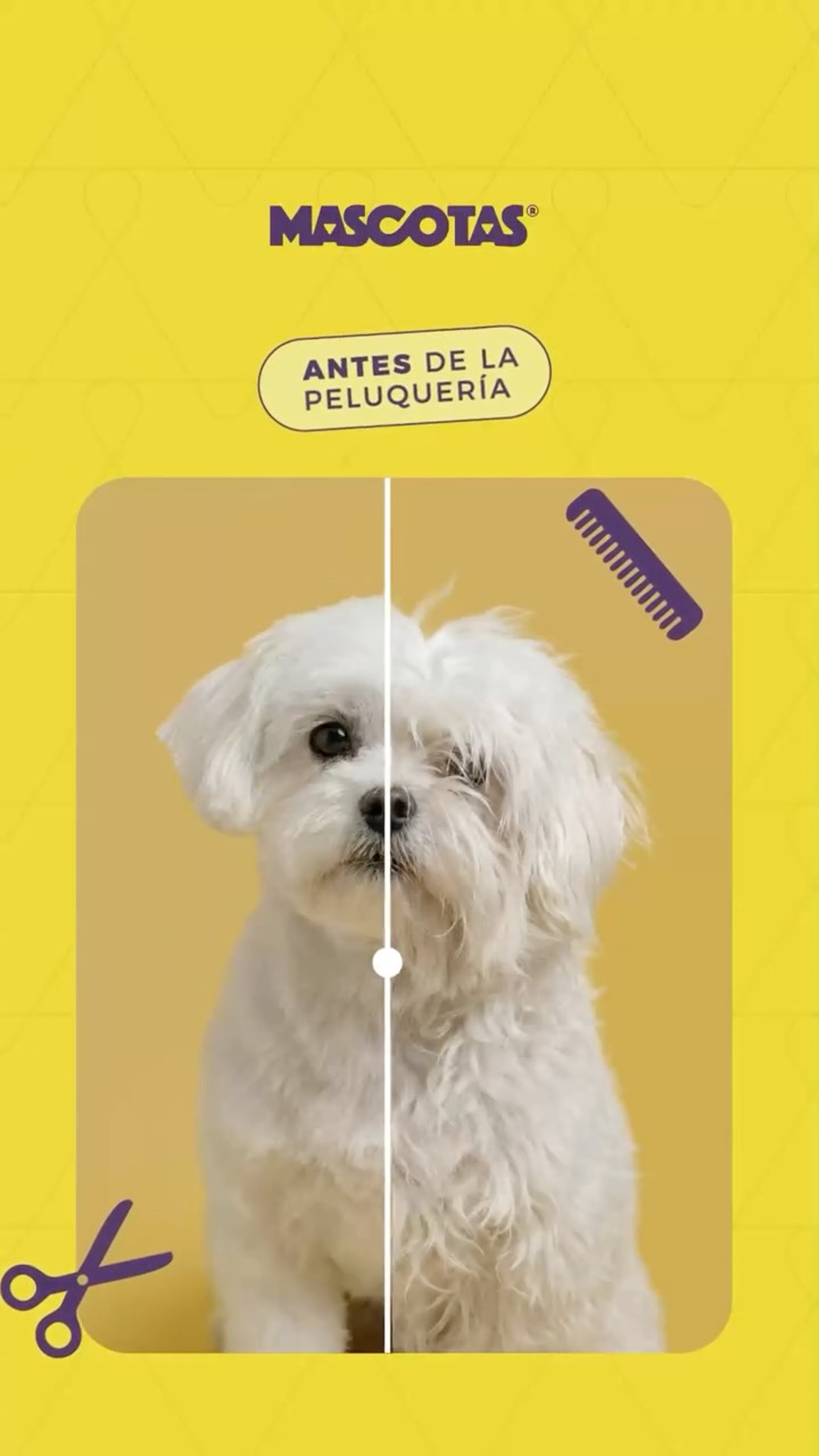 mascotas