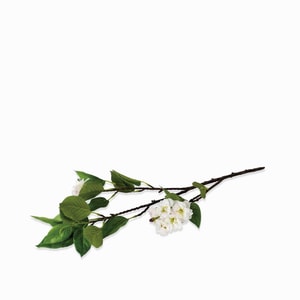 Flor de cerezo blanca