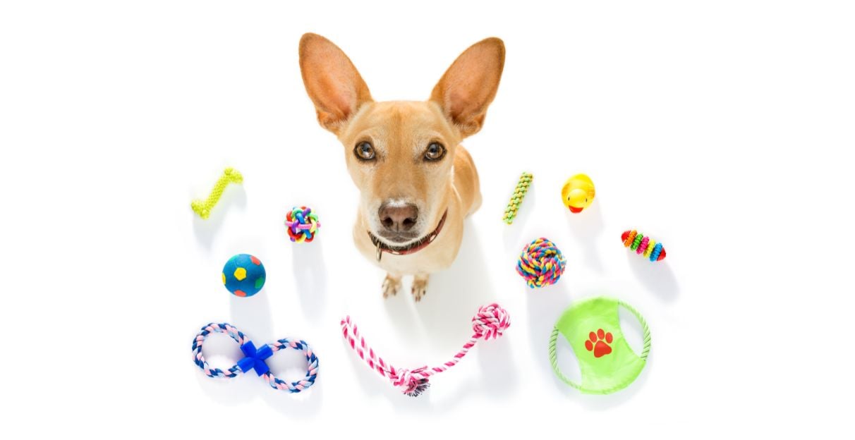Guía básica para elegir el mejor juguete para tu mascota