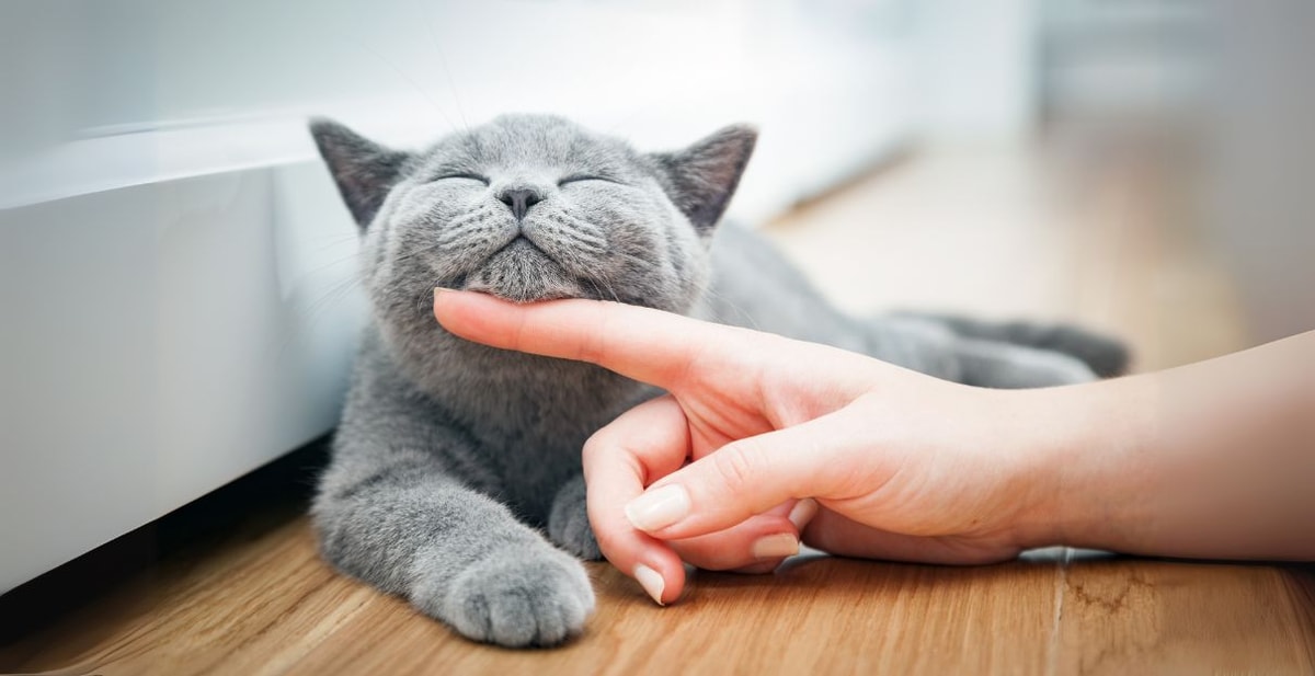 10 Consejos para mantener a tu mascota saludable y feliz