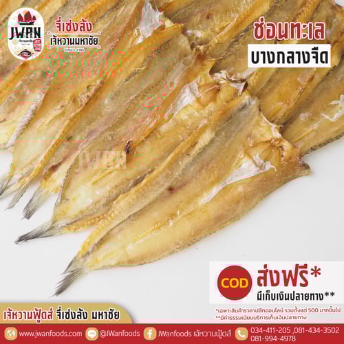 ปลาช่อนทะเลบางกลางจืด ส