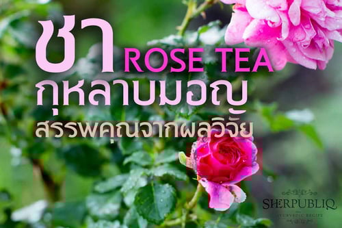 ชากุหลาบ ข้อมูลจากงานวิจัย