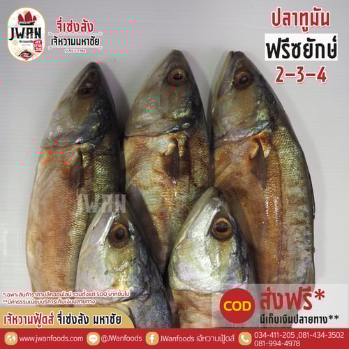 ปลาทูมันฟรีซยักษ์ 2-3-4