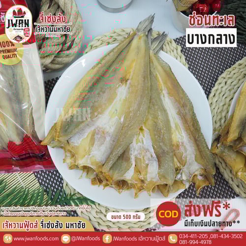 ปลาช่อนทะเลบางกลาง ณ