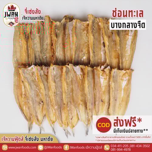 ปลาช่อนทะเลบางกลางจืด ส