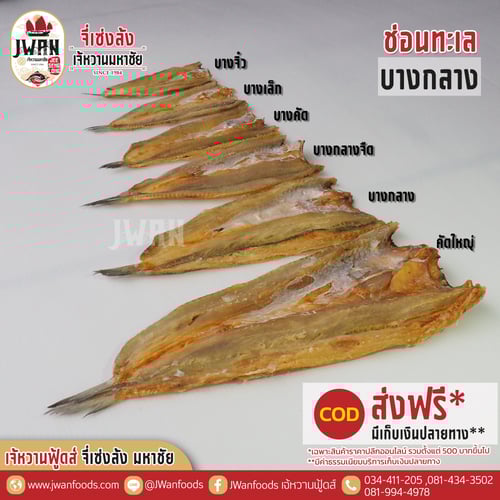 ปลาช่อนทะเลบางกลาง ณ