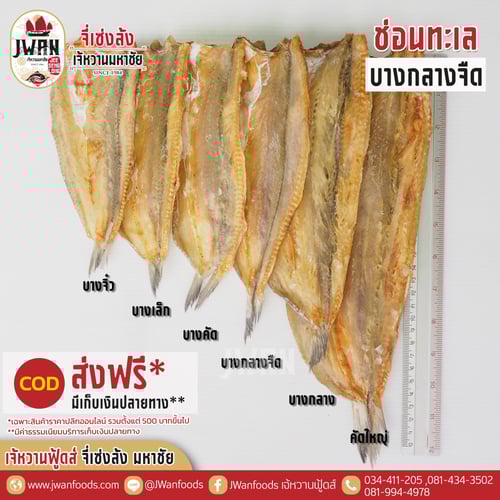 ปลาช่อนทะเลบางกลางจืด ส