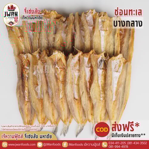 ปลาช่อนทะเลบางกลาง ณ