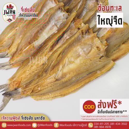 ปลาช่อนทะเลใหญ่จืด ส