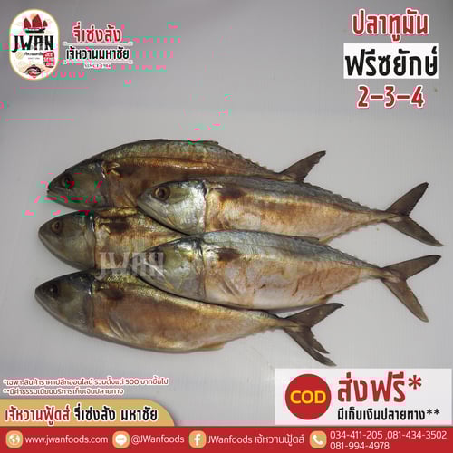 ปลาทูมันฟรีซยักษ์ 2-3-4