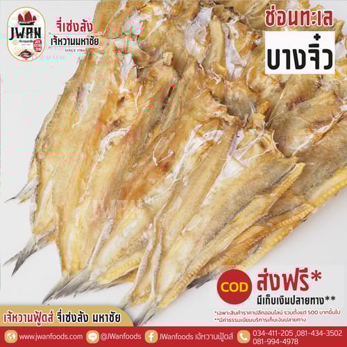 ปลาช่อนทะเลบางจิ๋ว ส