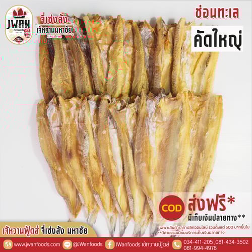 ปลาช่อนทะเลคัดใหญ่ ส