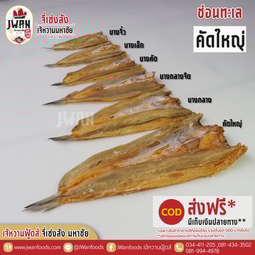 ปลาช่อนทะเลคัดใหญ่ ส