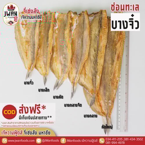 ปลาช่อนทะเลบางจิ๋ว ส