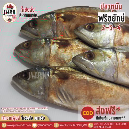 ปลาทูมันฟรีซยักษ์ 2-3-4