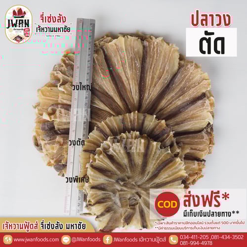 ปลาวงตัด